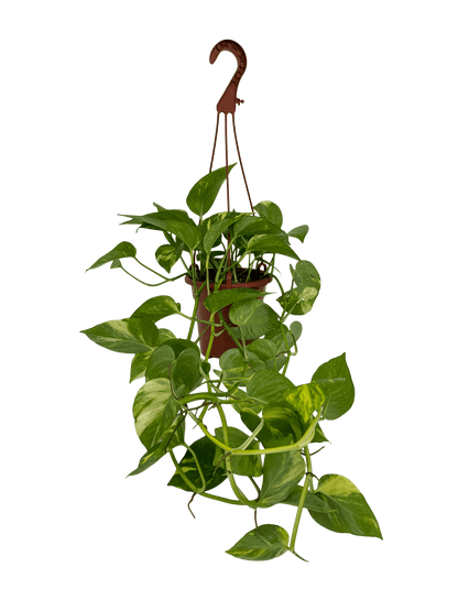 פוטוס ענק קוטר 15 - רוטין (ירוק במרפסת לשעבר)