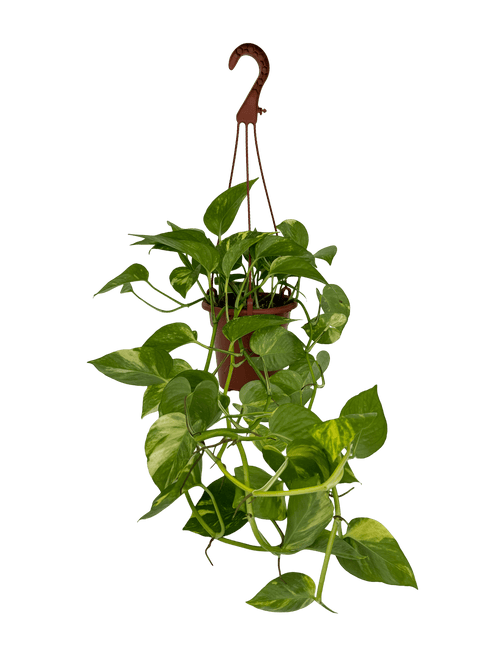 פוטוס ענק קוטר 15 - רוטין (ירוק במרפסת לשעבר)