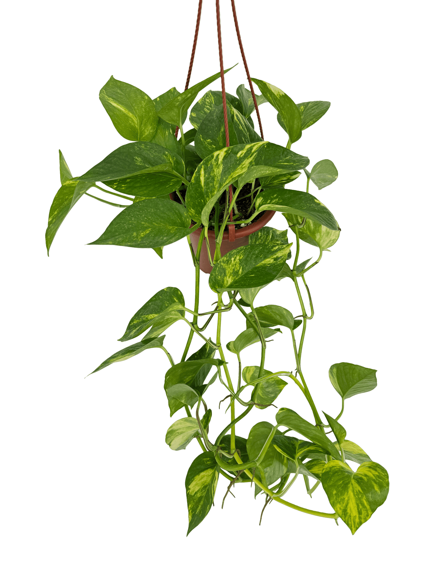 פוטוס ענק קוטר 15 - רוטין (ירוק במרפסת לשעבר)