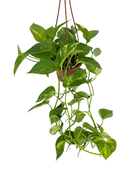 פוטוס ענק קוטר 15 - רוטין (ירוק במרפסת לשעבר)