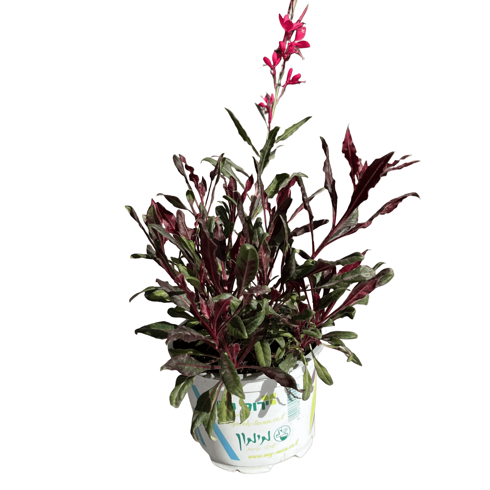 גאורה רב שנתי - רוטין (ירוק במרפסת לשעבר)