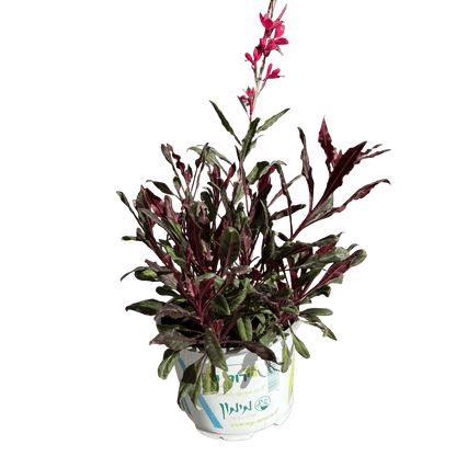 גאורה רב שנתי - רוטין (ירוק במרפסת לשעבר)