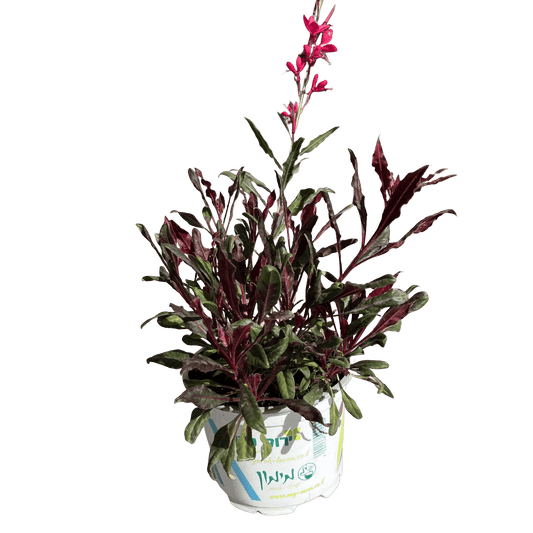 גאורה רב שנתי - רוטין (ירוק במרפסת לשעבר)