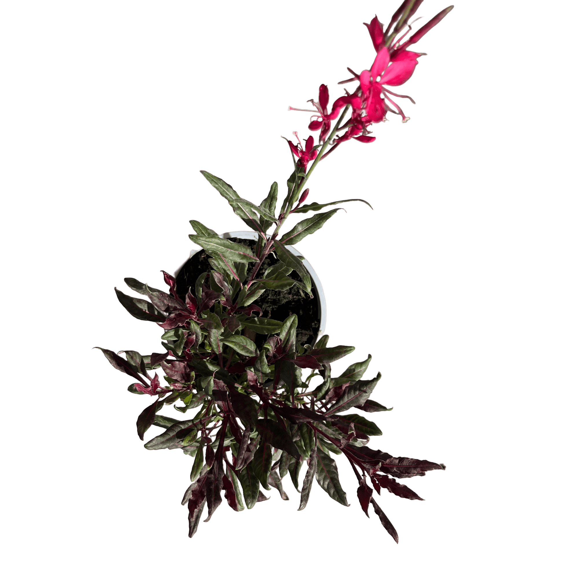 גאורה רב שנתי - רוטין (ירוק במרפסת לשעבר)