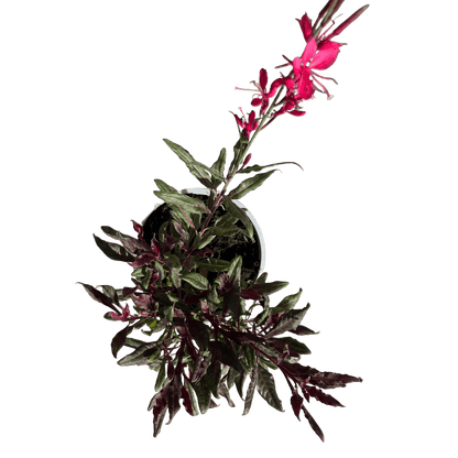 גאורה רב שנתי - רוטין (ירוק במרפסת לשעבר)