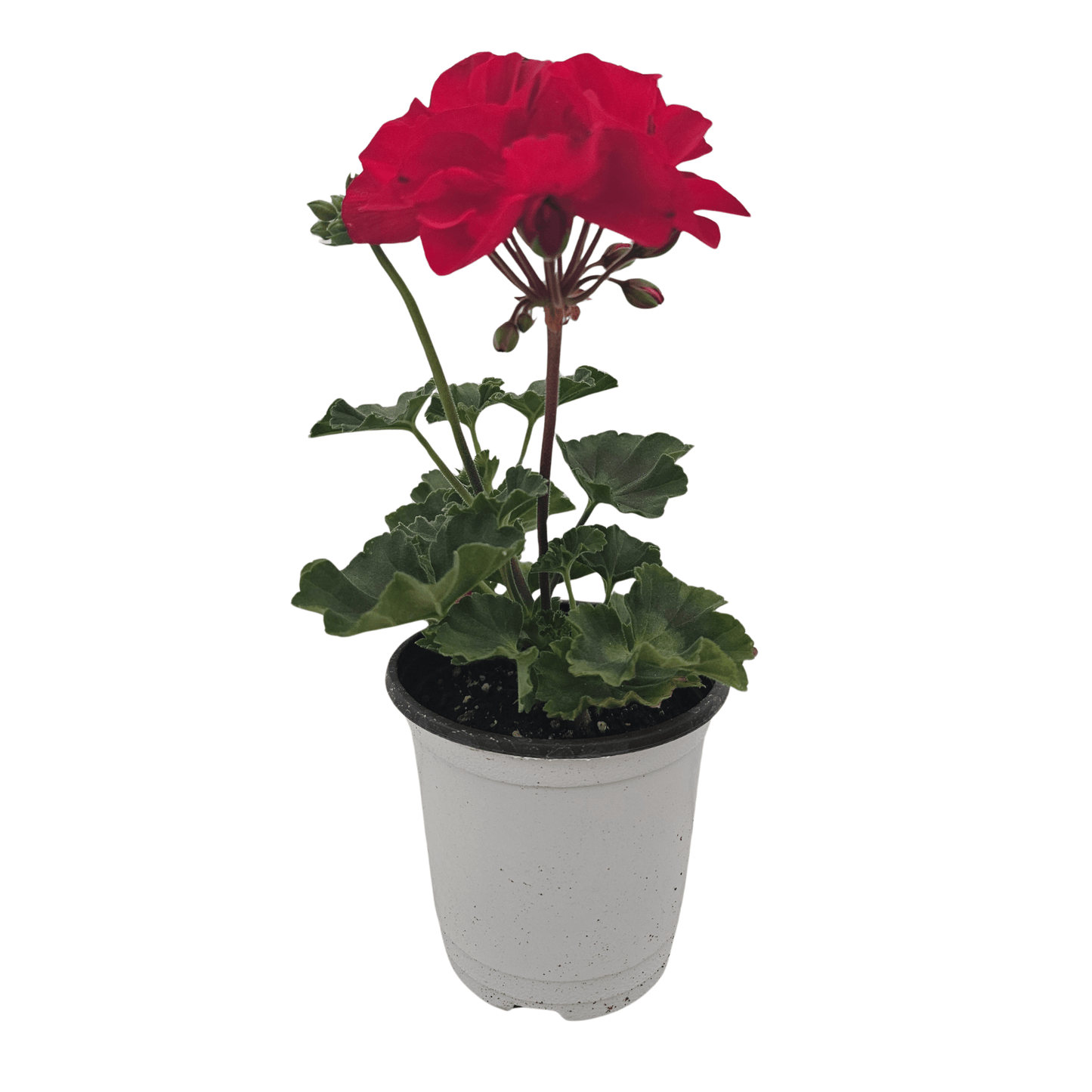 גרניום עציץ 12 ס"מ (רב שנתי לגינה) - רוטין (ירוק במרפסת לשעבר)