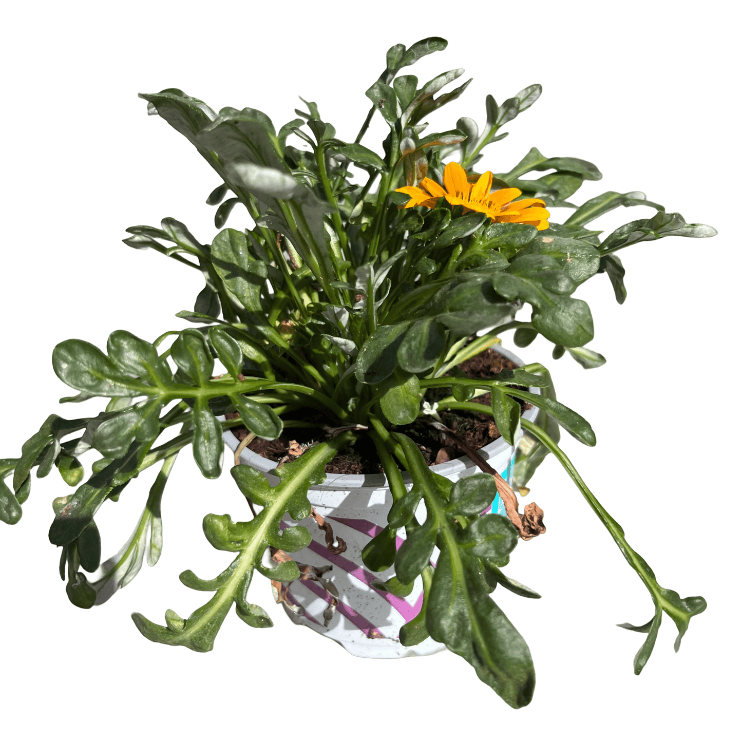 גזניה רב שנתי - רוטין (ירוק במרפסת לשעבר)