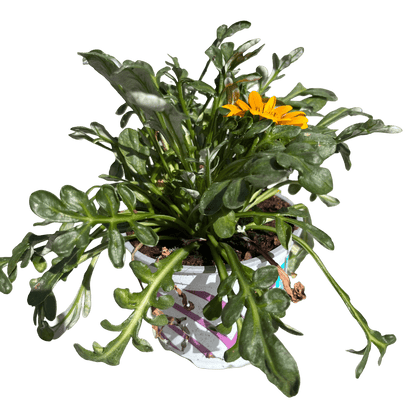 גזניה רב שנתי - רוטין (ירוק במרפסת לשעבר)