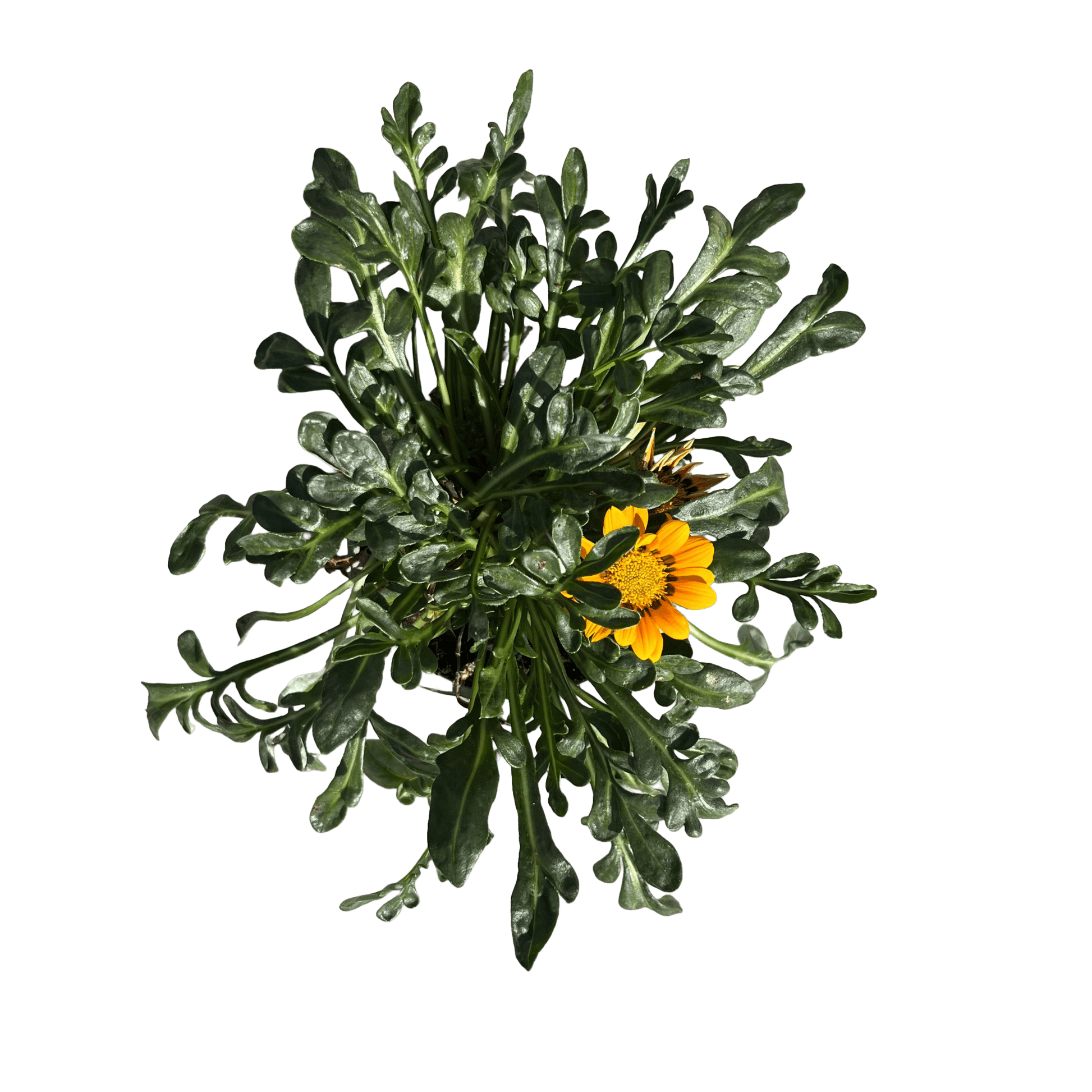 גזניה רב שנתי - רוטין (ירוק במרפסת לשעבר)