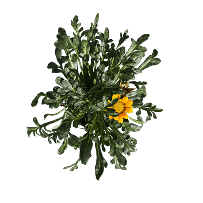 גזניה רב שנתי - רוטין (ירוק במרפסת לשעבר)