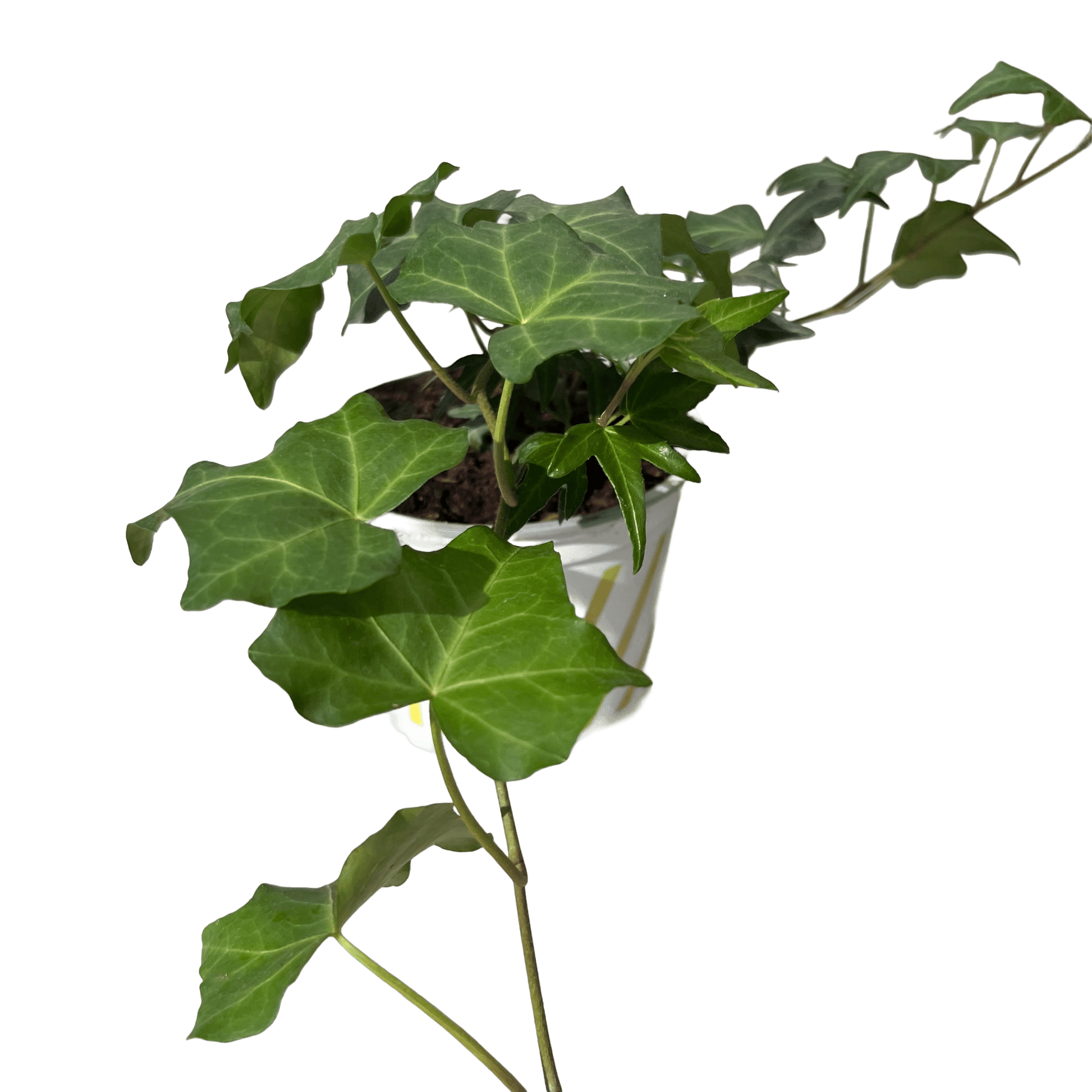 הדרה - רוטין (ירוק במרפסת לשעבר)