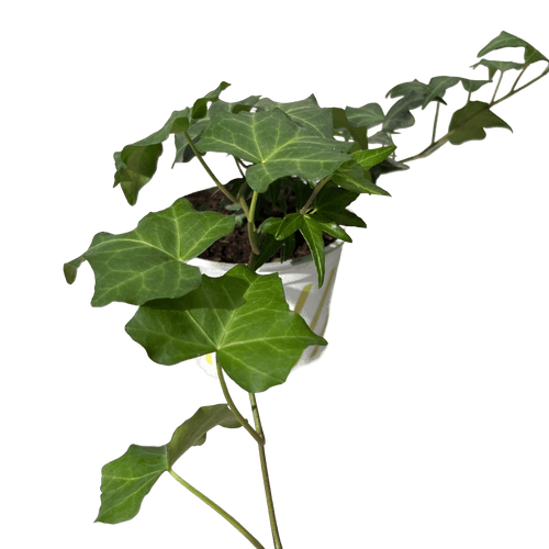 הדרה - רוטין (ירוק במרפסת לשעבר)