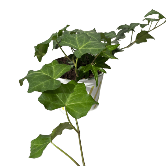 הדרה - רוטין (ירוק במרפסת לשעבר)