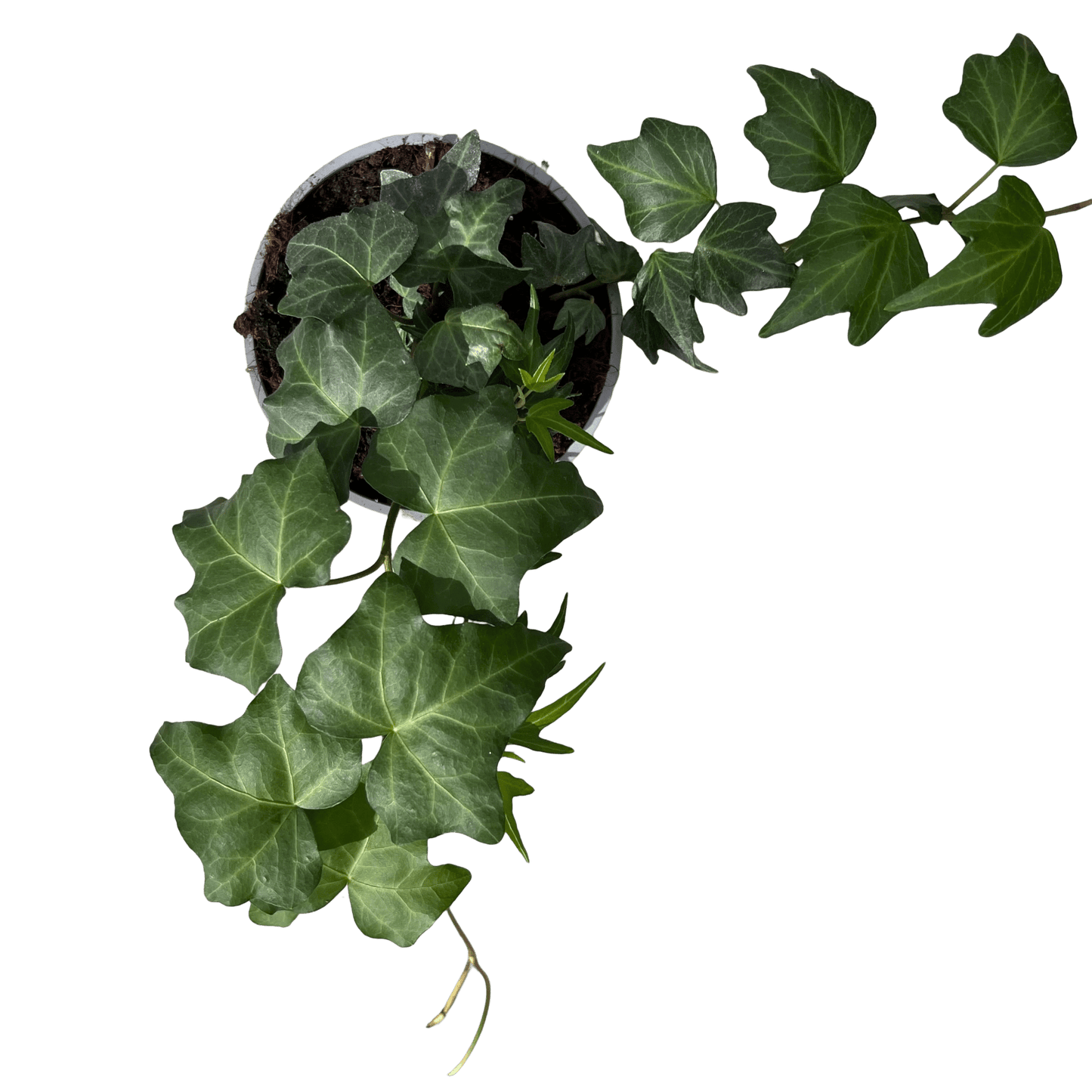 הדרה - רוטין (ירוק במרפסת לשעבר)