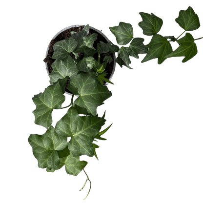 הדרה - רוטין (ירוק במרפסת לשעבר)