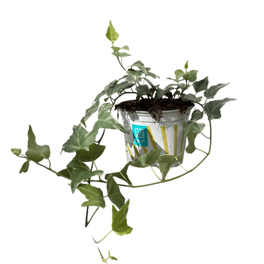 הדרה מגוונת - רוטין (ירוק במרפסת לשעבר)