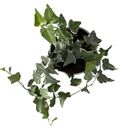 הדרה מגוונת - רוטין (ירוק במרפסת לשעבר)