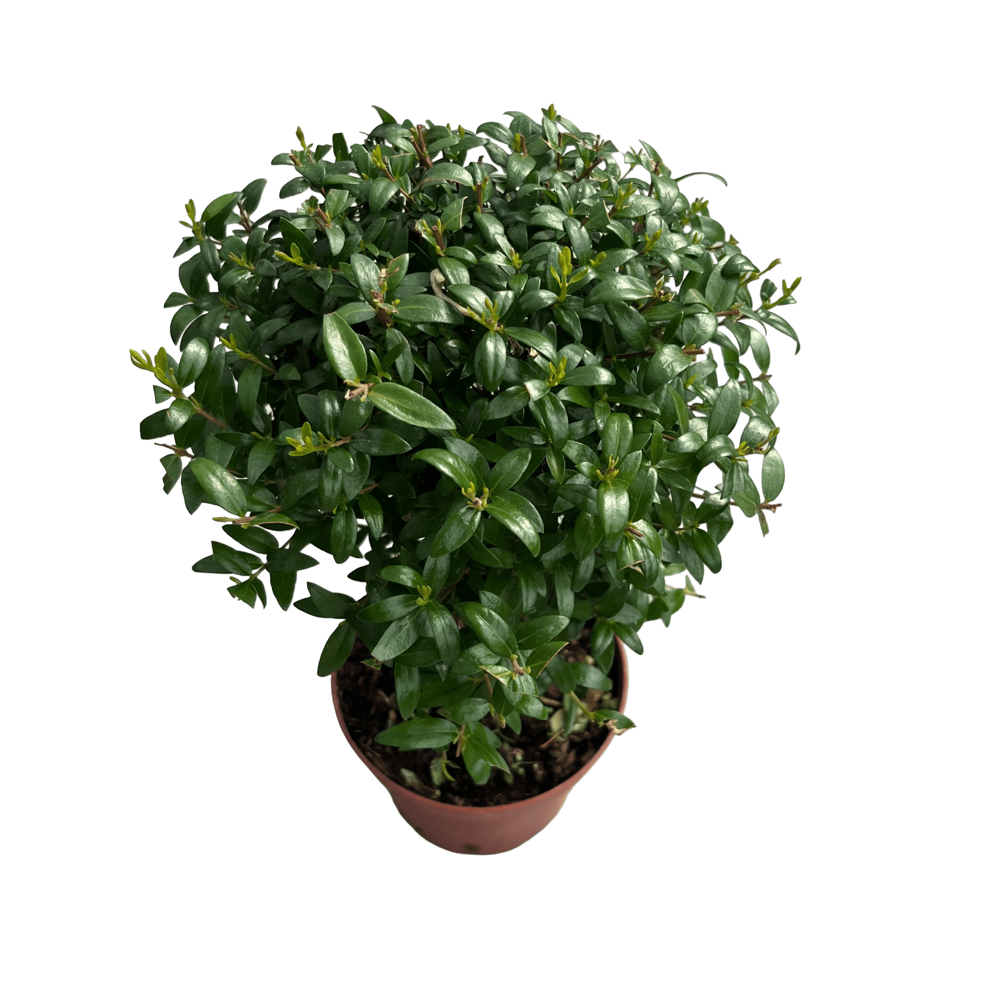 הדס עציץ קוטר 12 - רוטין (ירוק במרפסת לשעבר)