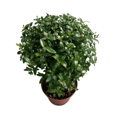 הדס עציץ קוטר 12 - רוטין (ירוק במרפסת לשעבר)