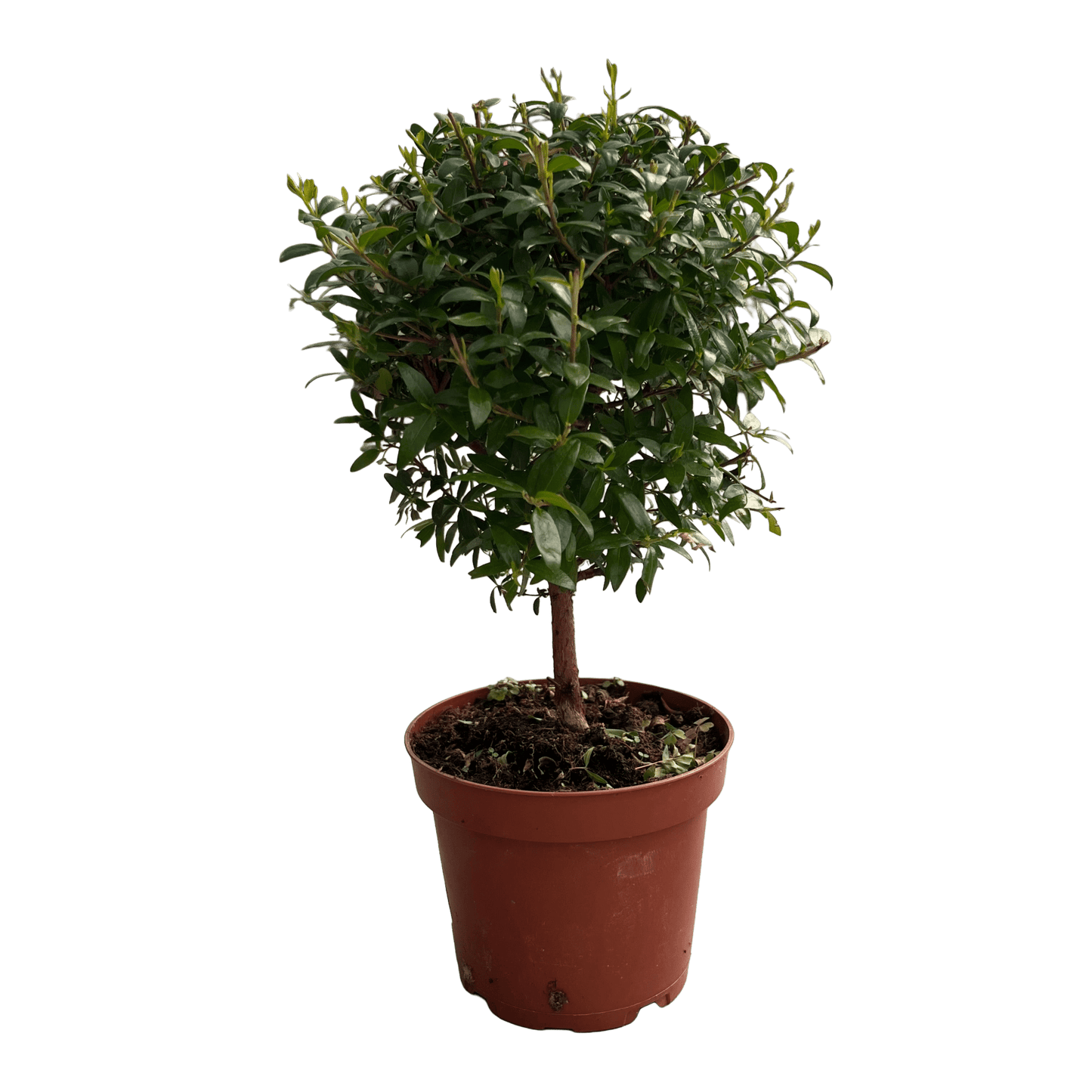 הדס עציץ קוטר 12 - רוטין (ירוק במרפסת לשעבר)