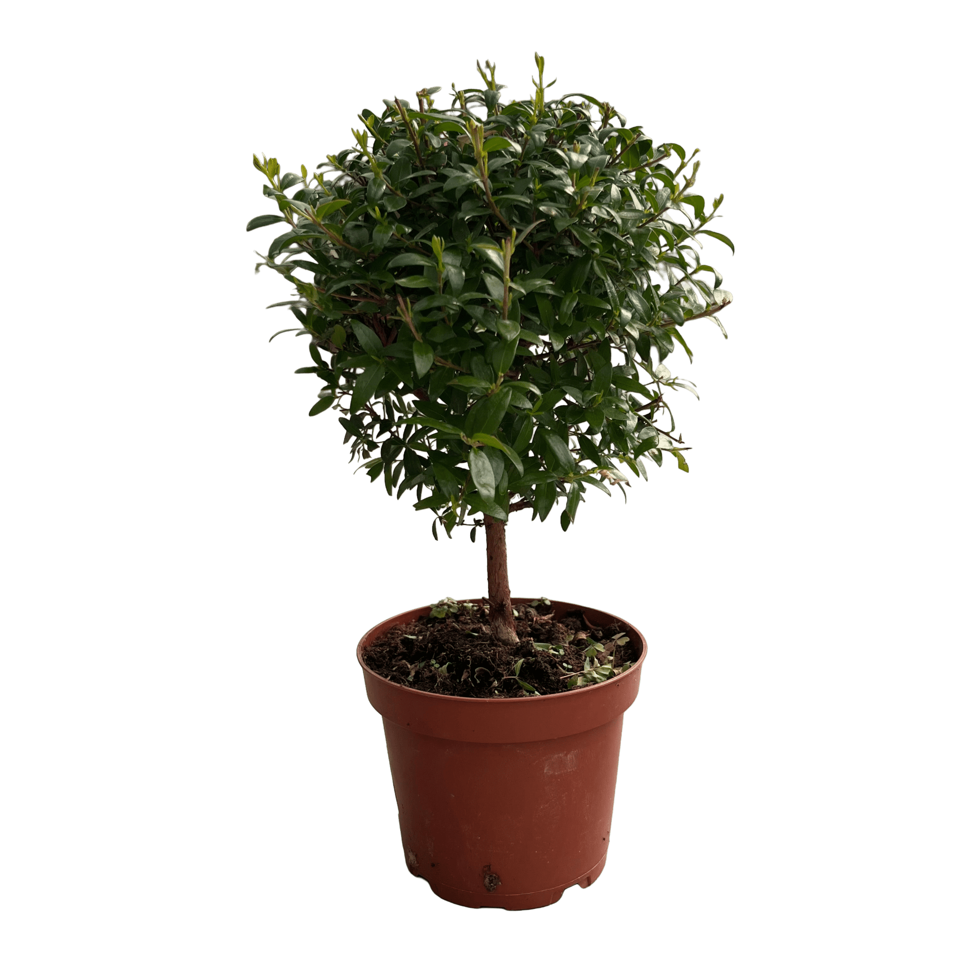 הדס עציץ קוטר 12 - רוטין (ירוק במרפסת לשעבר)