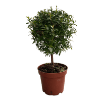 עציץ מגדלים (חינם)