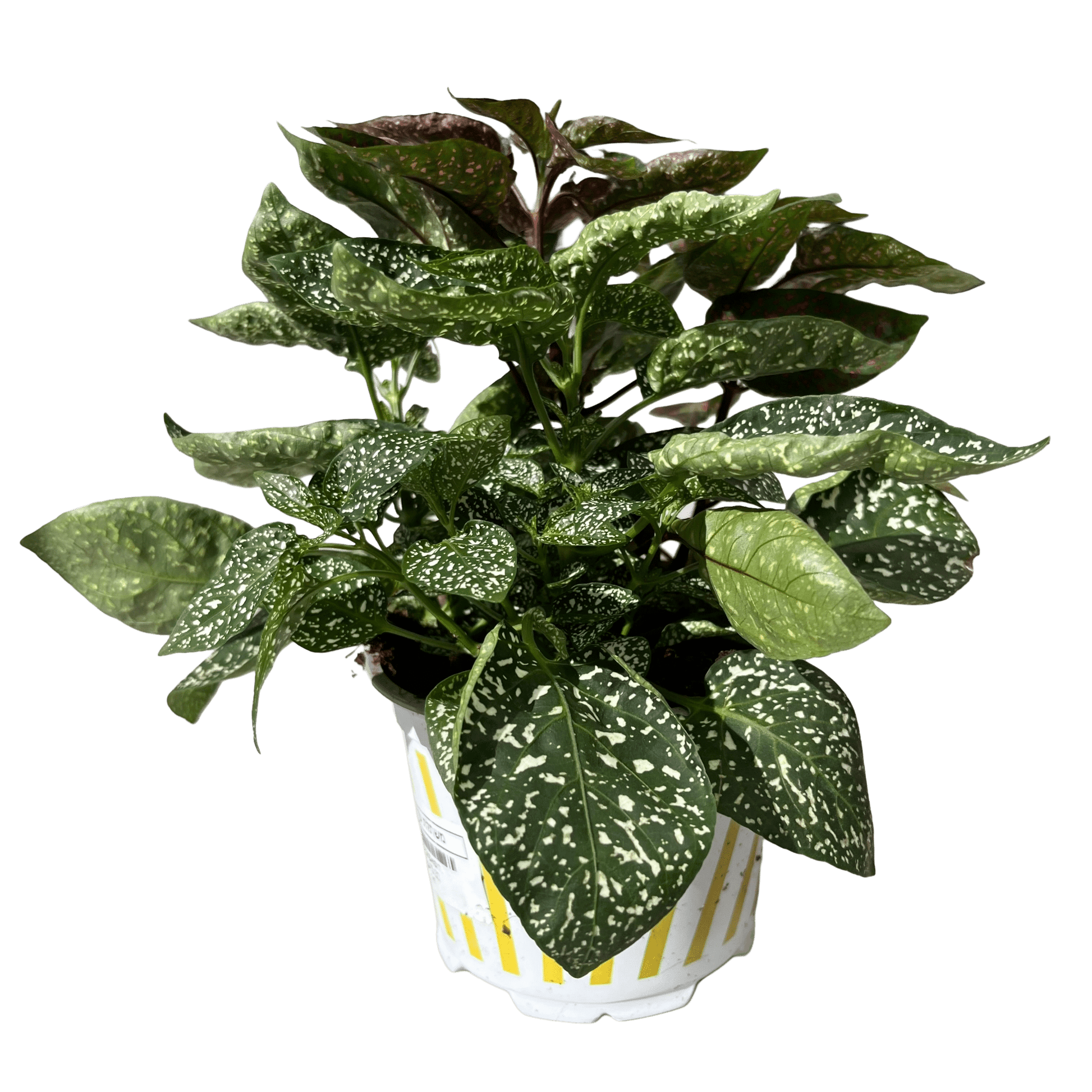 היפואסטס רב שנתי - רוטין (ירוק במרפסת לשעבר)