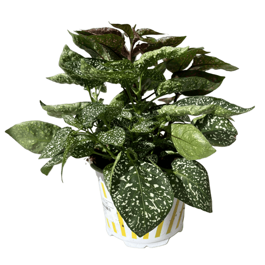 היפואסטס רב שנתי - רוטין (ירוק במרפסת לשעבר)