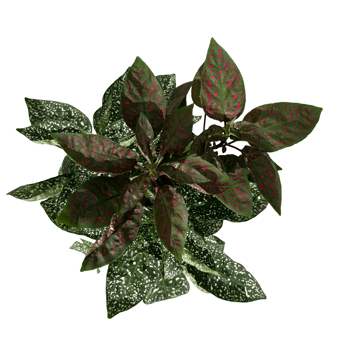 היפואסטס רב שנתי - רוטין (ירוק במרפסת לשעבר)