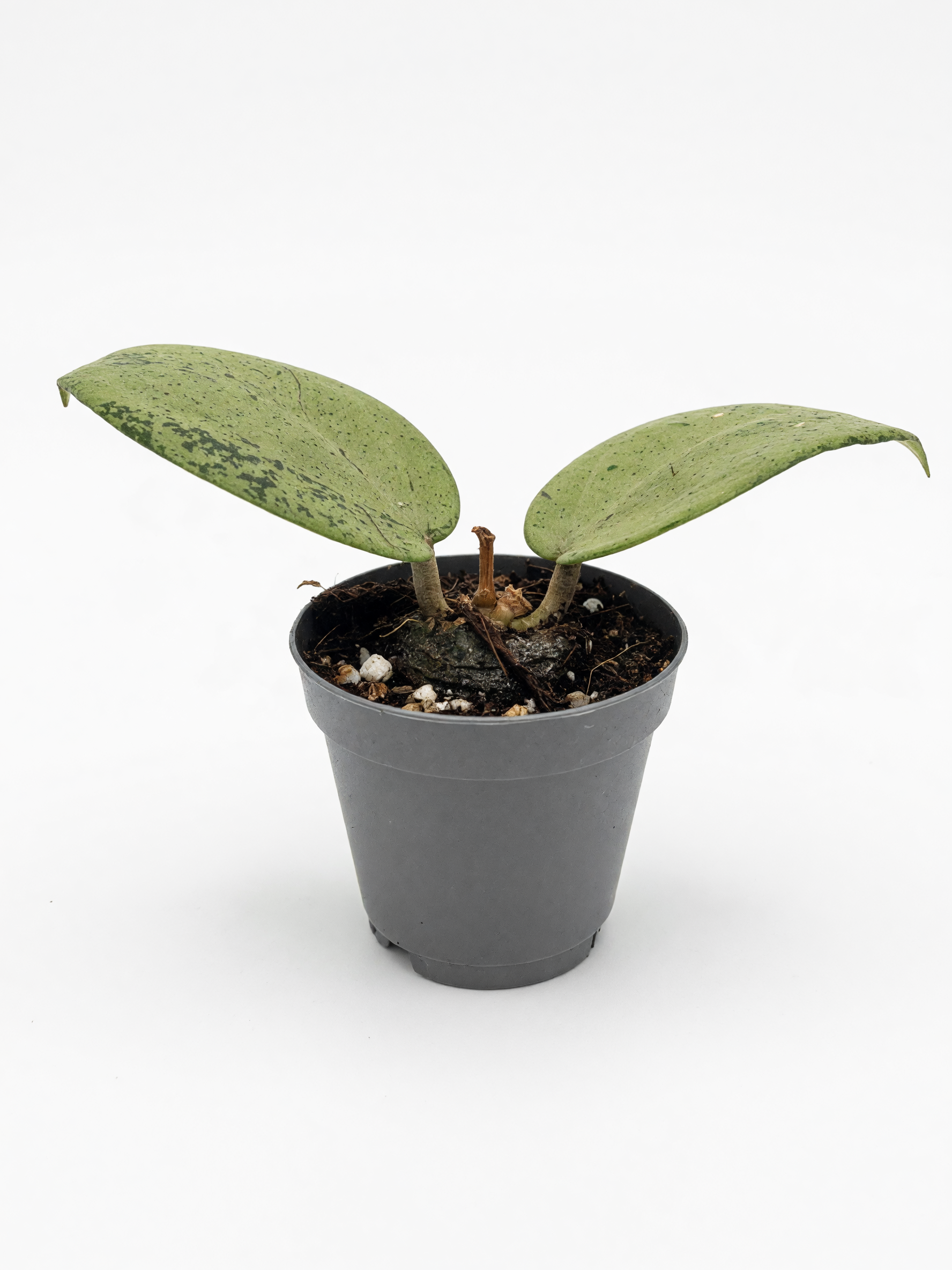 Hoya Acuta silver heart si — 1