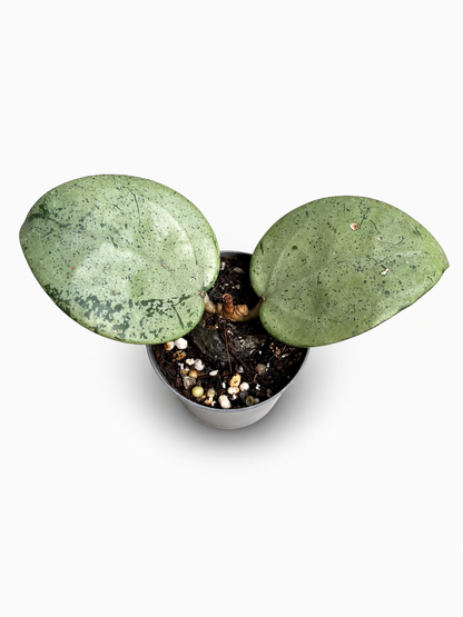 Hoya Acuta silver heart si — 2