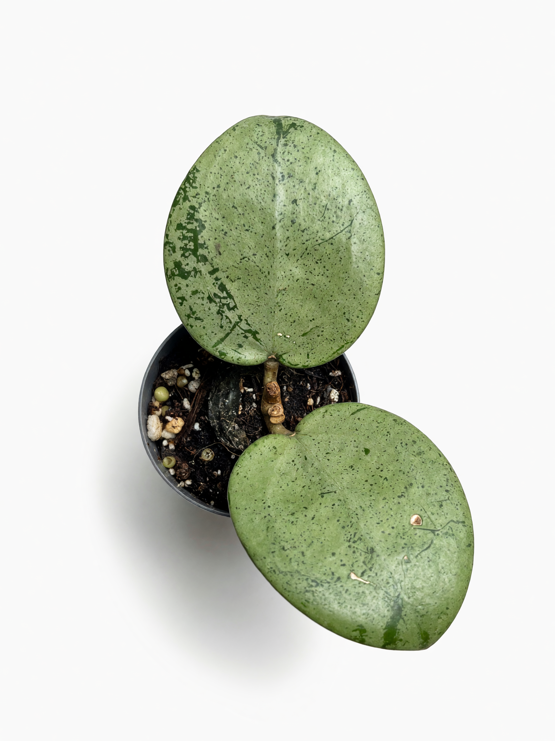 Hoya Acuta silver heart si — 3