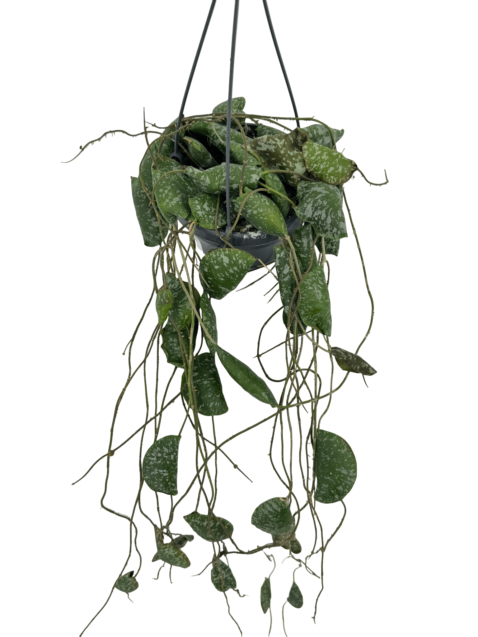 הויה אימבריקטה עציץ קוטר 12 ס״מ - רוטין (ירוק במרפסת לשעבר)