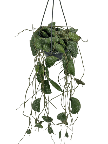 הויה אימבריקטה עציץ קוטר 12 ס״מ - רוטין (ירוק במרפסת לשעבר)