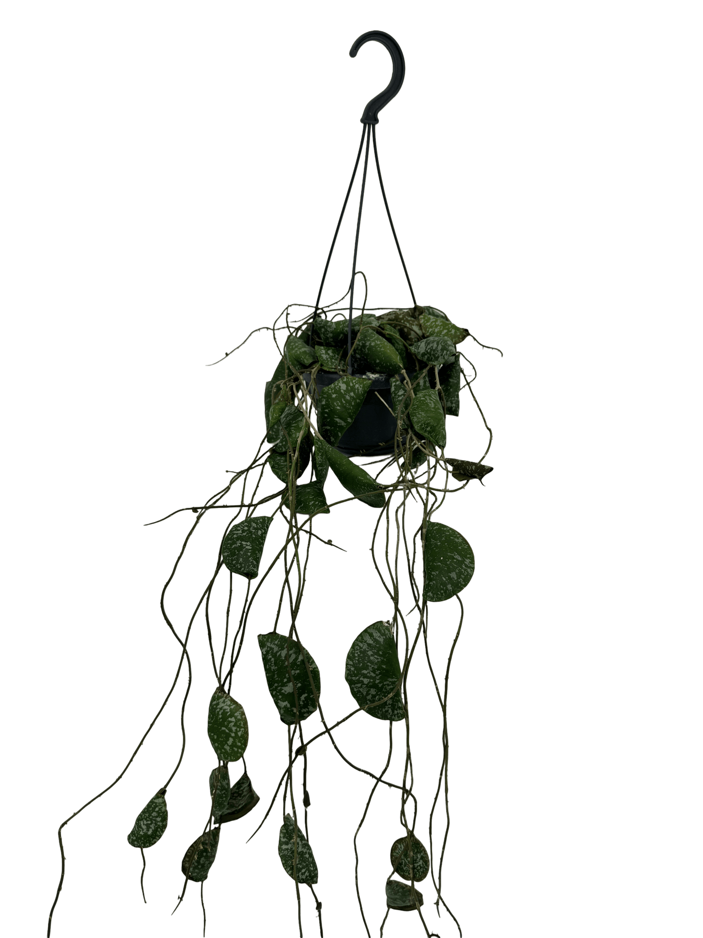 הויה אימבריקטה עציץ קוטר 12 ס״מ - רוטין (ירוק במרפסת לשעבר)