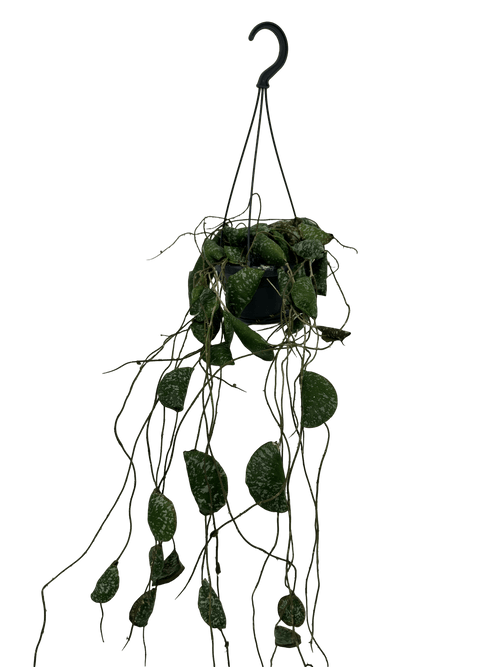 הויה אימבריקטה עציץ קוטר 12 ס״מ - רוטין (ירוק במרפסת לשעבר)