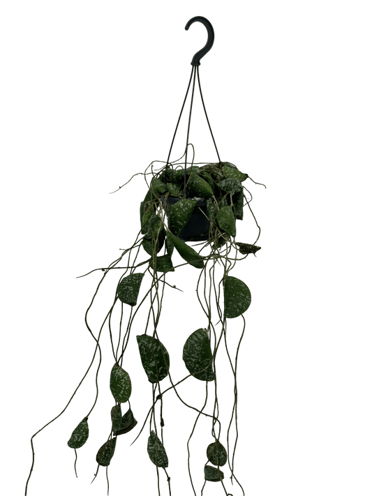 הויה אימבריקטה עציץ קוטר 12 ס״מ - רוטין (ירוק במרפסת לשעבר)