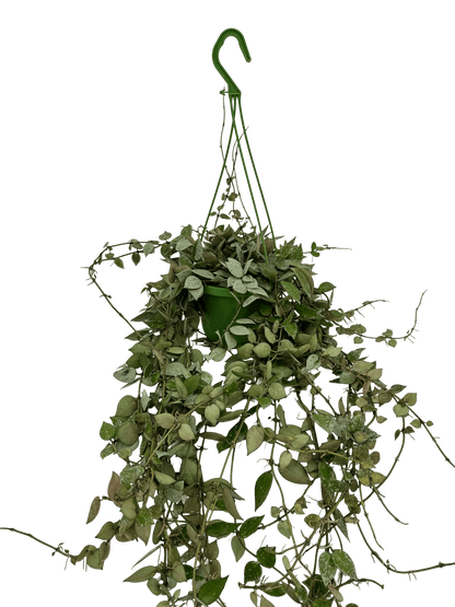 הויה אסקימו עציץ קוטר 12 ס״מ - רוטין (ירוק במרפסת לשעבר)