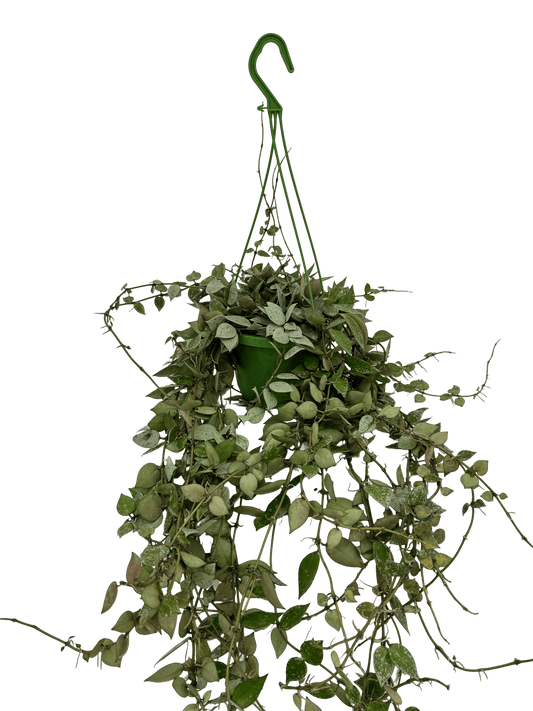 הויה אסקימו עציץ קוטר 12 ס״מ - רוטין (ירוק במרפסת לשעבר)