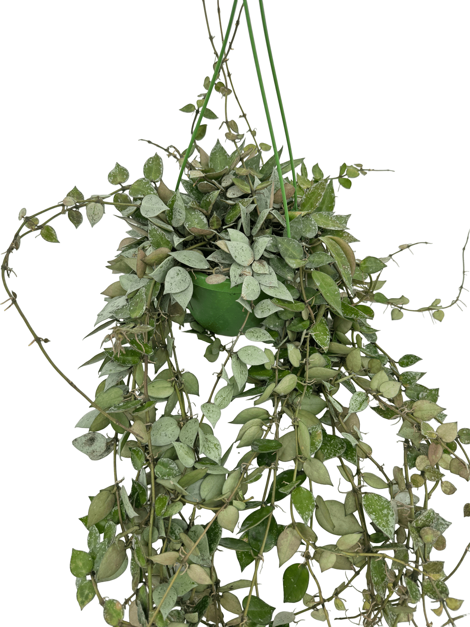 הויה אסקימו עציץ קוטר 12 ס״מ - רוטין (ירוק במרפסת לשעבר)