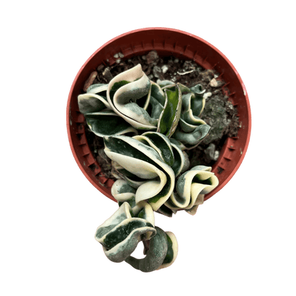 הויה קומפקטה מגוונת - רוטין (ירוק במרפסת לשעבר)