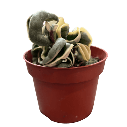 הויה קומפקטה מגוונת - רוטין (ירוק במרפסת לשעבר)