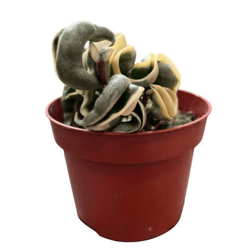 הויה קומפקטה מגוונת - רוטין (ירוק במרפסת לשעבר)