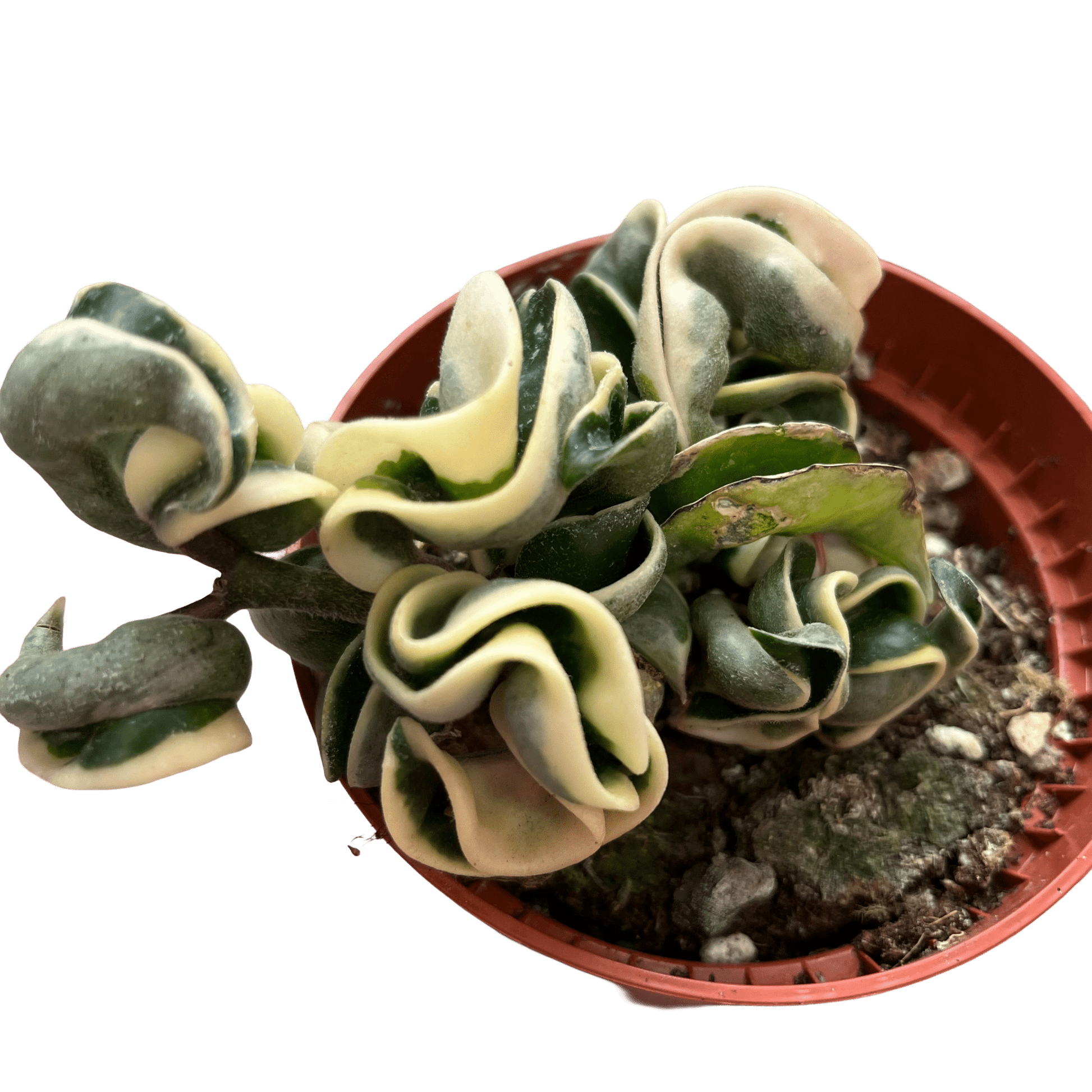 הויה קומפקטה מגוונת - רוטין (ירוק במרפסת לשעבר)