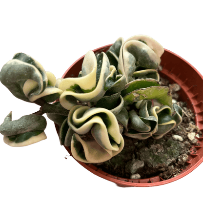 הויה קומפקטה מגוונת - רוטין (ירוק במרפסת לשעבר)