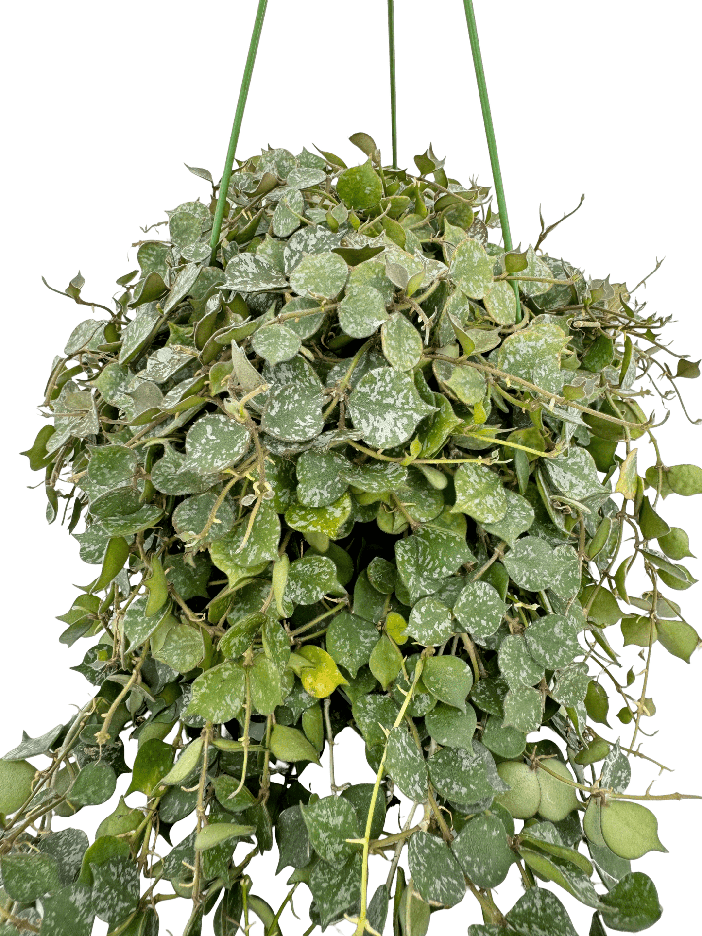 הויה קורטיסאיי קוטר 15 - רוטין (ירוק במרפסת לשעבר)