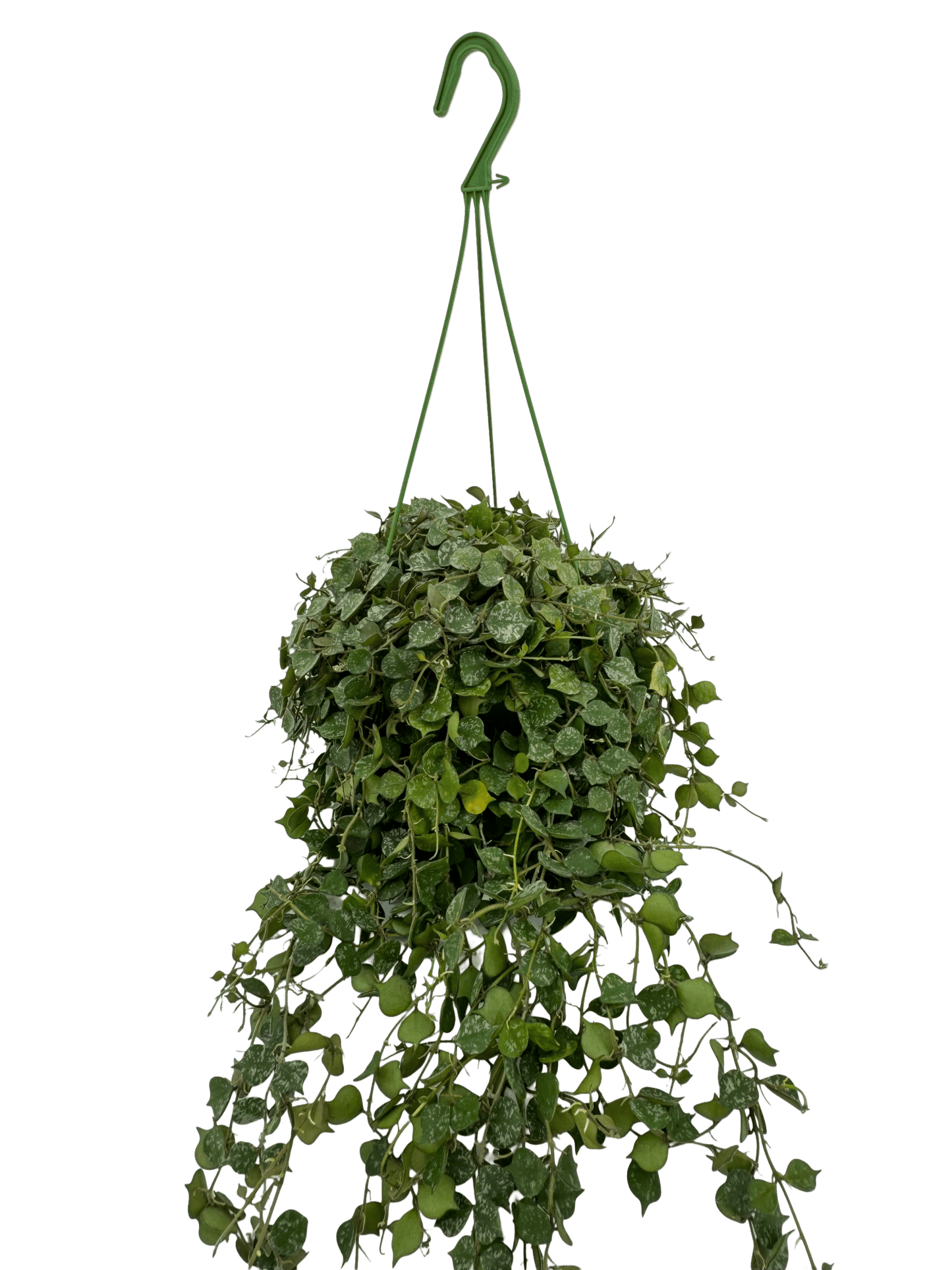 הויה קורטיסאיי קוטר 15 - רוטין (ירוק במרפסת לשעבר)