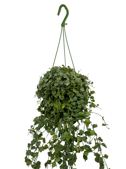 הויה קורטיסאיי קוטר 15 - רוטין (ירוק במרפסת לשעבר)