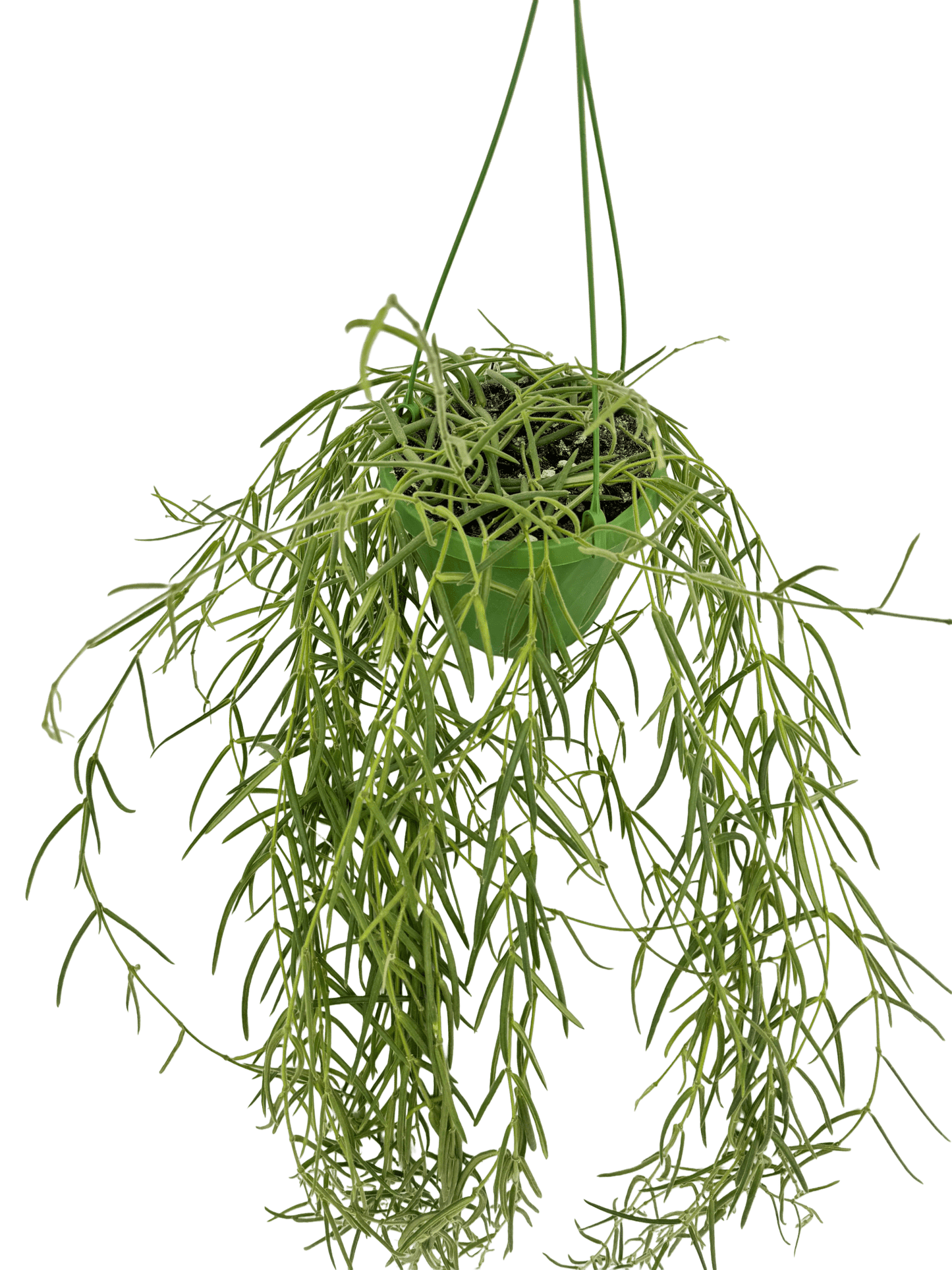 הויה לניאריס ענקית עציץ קוטר 14 ס״מ - רוטין (ירוק במרפסת לשעבר)