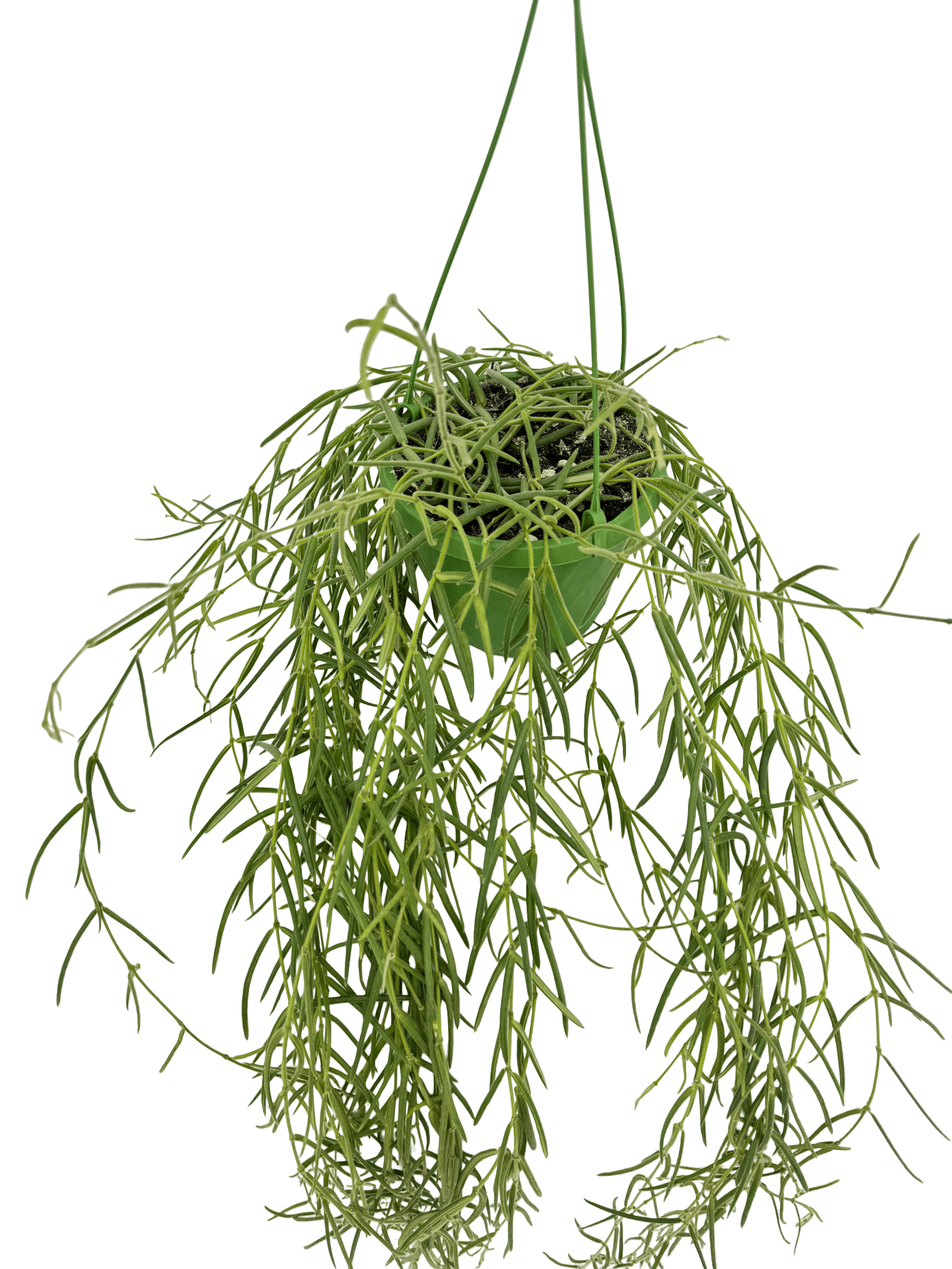 הויה לניאריס ענקית עציץ קוטר 14 ס״מ - רוטין (ירוק במרפסת לשעבר)